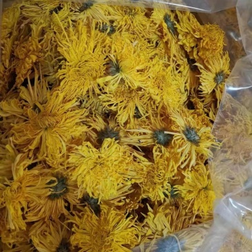 精品金丝皇菊