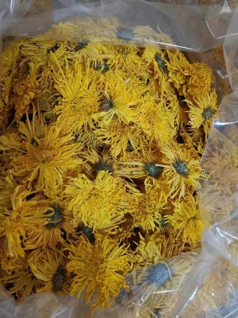 精品金丝皇菊