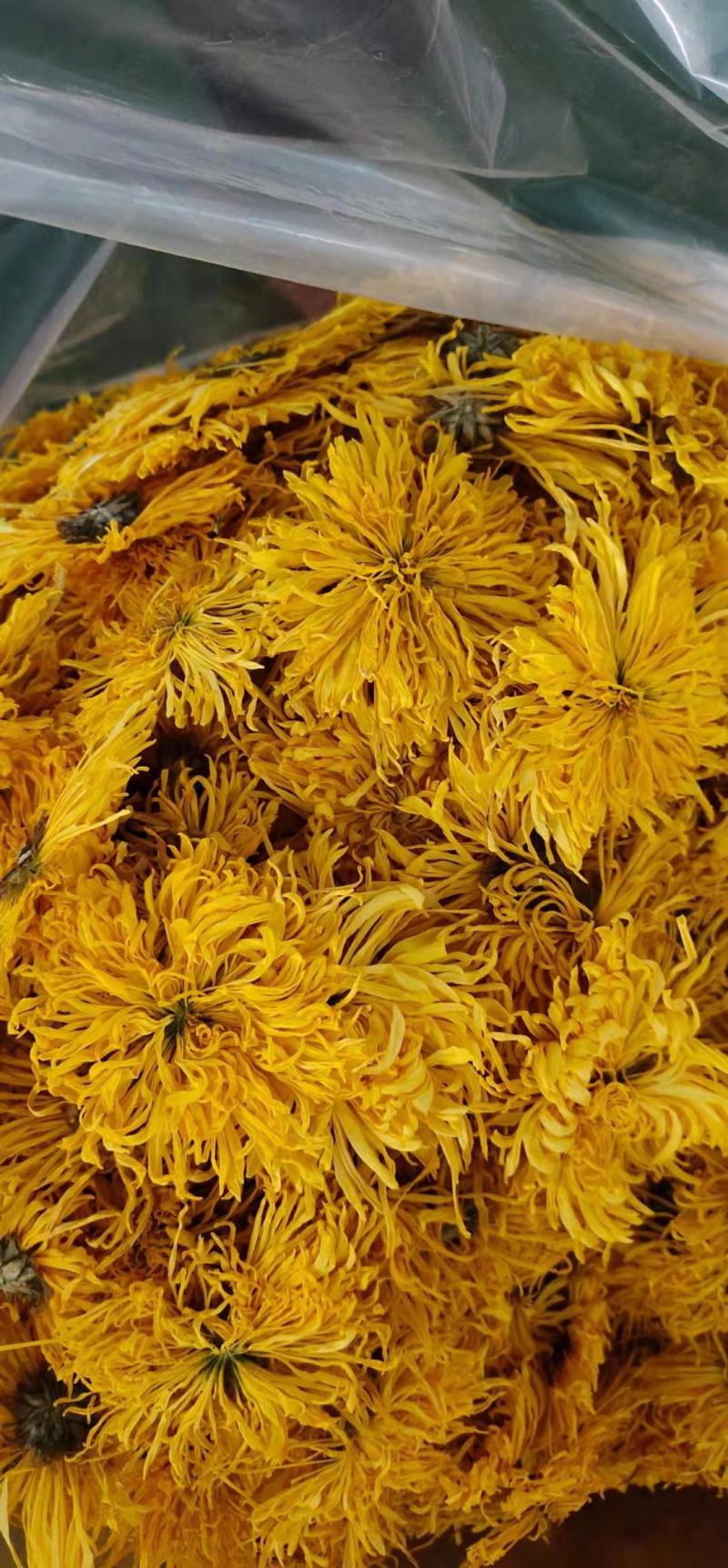 精品金丝皇菊