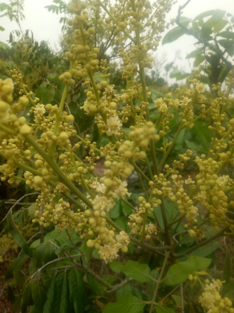 蜂密