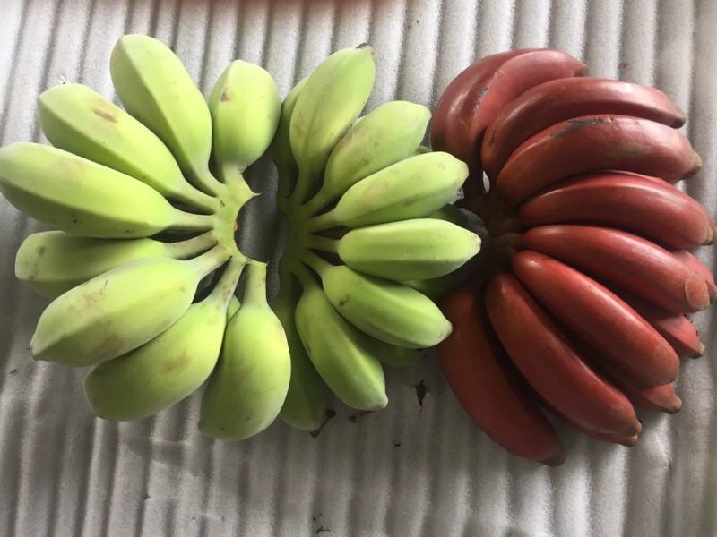 新鲜水果苹果蕉软糯香甜一件代发多种规格