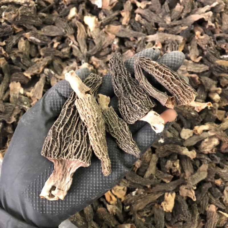 短柄羊肚菌肉厚特价羊肚菌235/斤圆通包邮当天发货