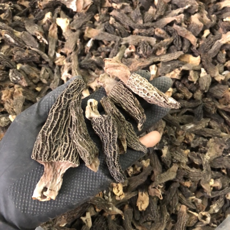 短柄羊肚菌肉厚特价羊肚菌235/斤圆通包邮当天发货