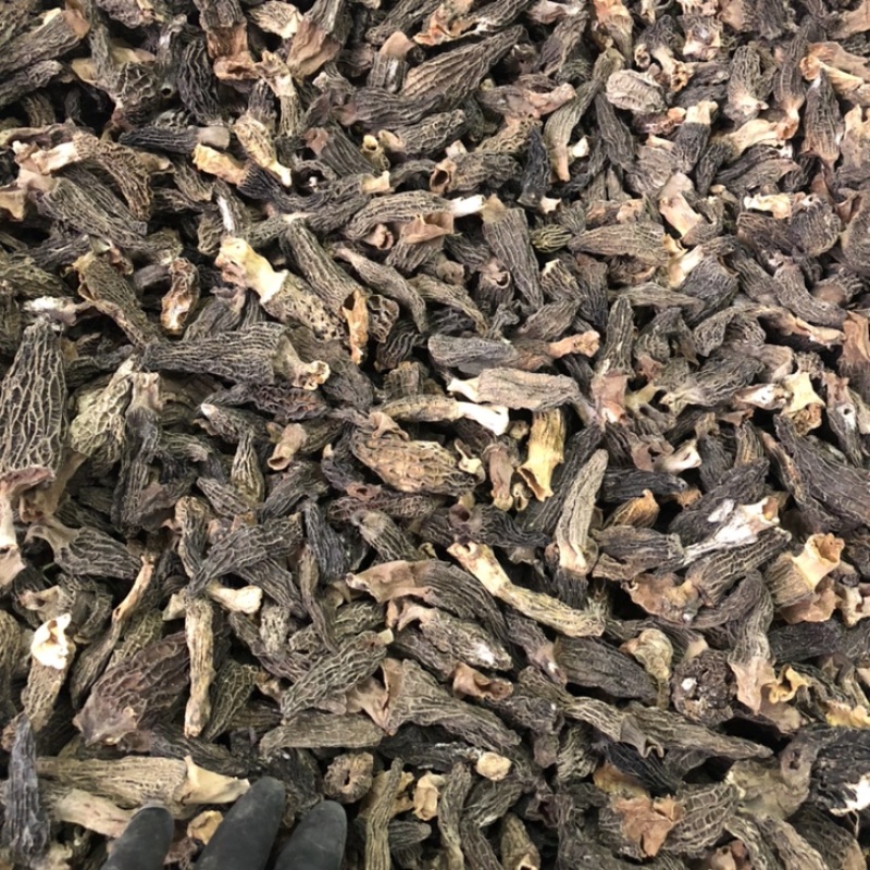 短柄羊肚菌肉厚特价羊肚菌235/斤圆通包邮当天发货