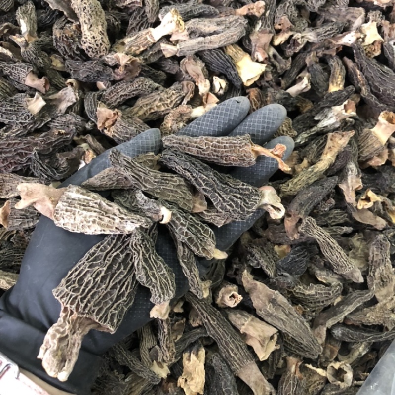 短柄羊肚菌肉厚特价羊肚菌235/斤圆通包邮当天发货