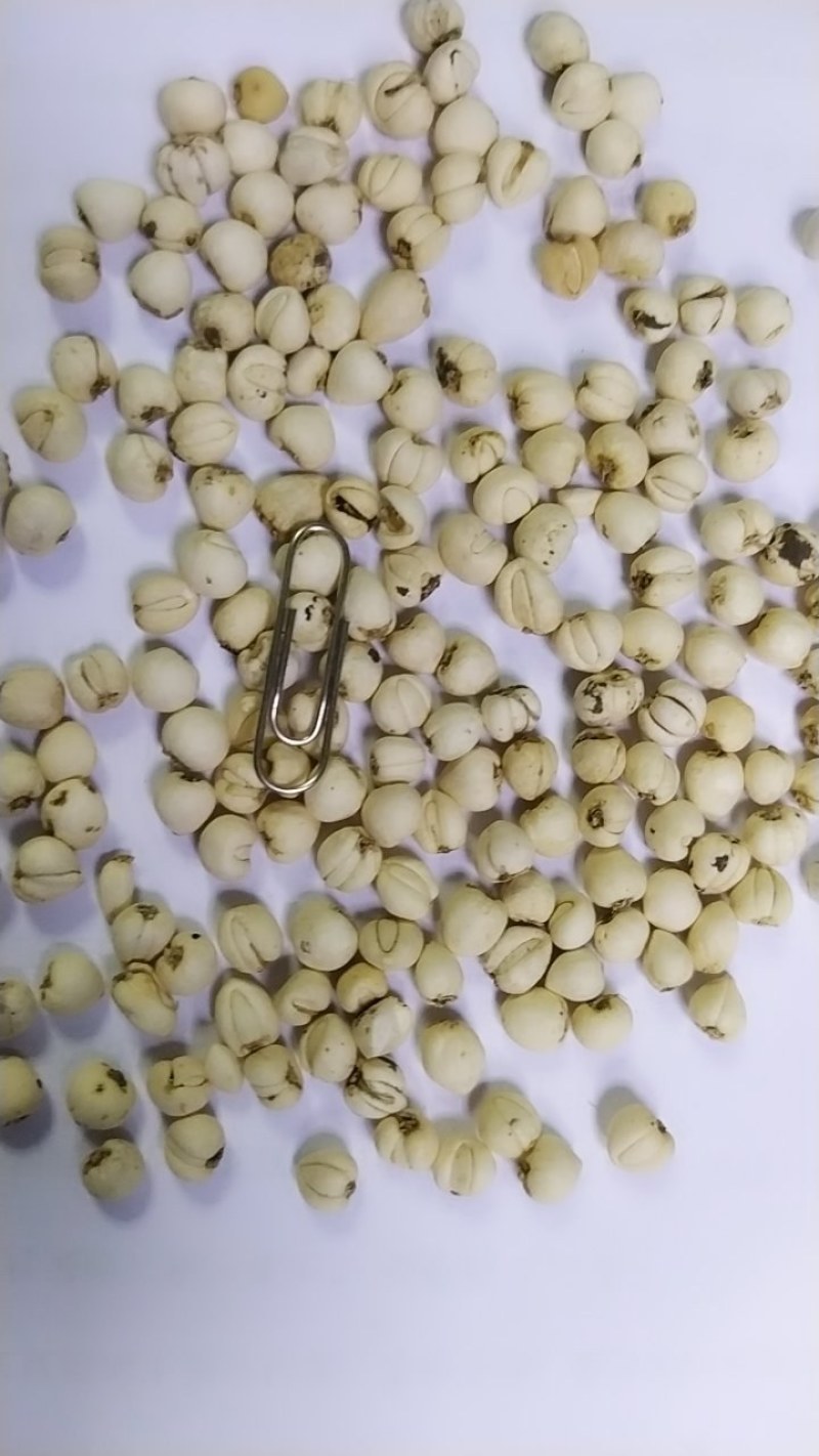 川贝母松贝，怀中抱月，另有青贝出售