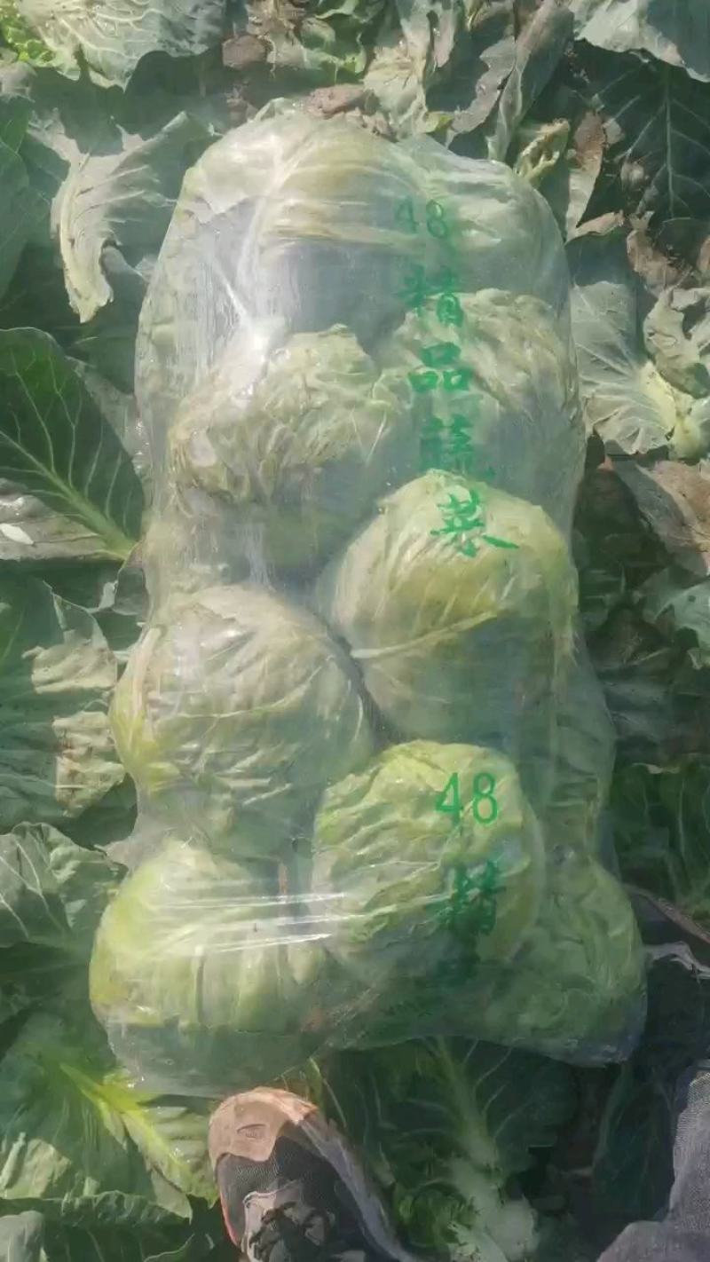 精品甘蓝中单11.21产地直销一手货源2—3斤