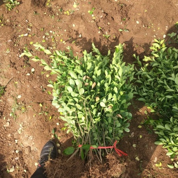 自家苗圃直立扶芳藤，质量非常好，分枝好，成活率高