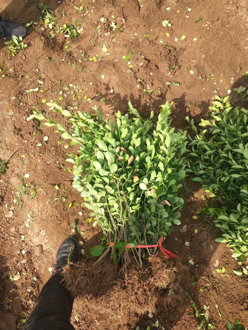 自家苗圃直立扶芳藤，质量非常好，分枝好，成活率高