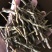铁皮石斛粗芽条