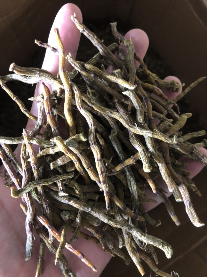铁皮石斛粗芽条