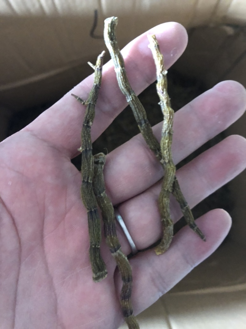 铁皮石斛粗芽条