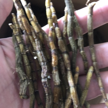 铁皮石斛粗芽条