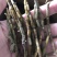 铁皮石斛粗芽条