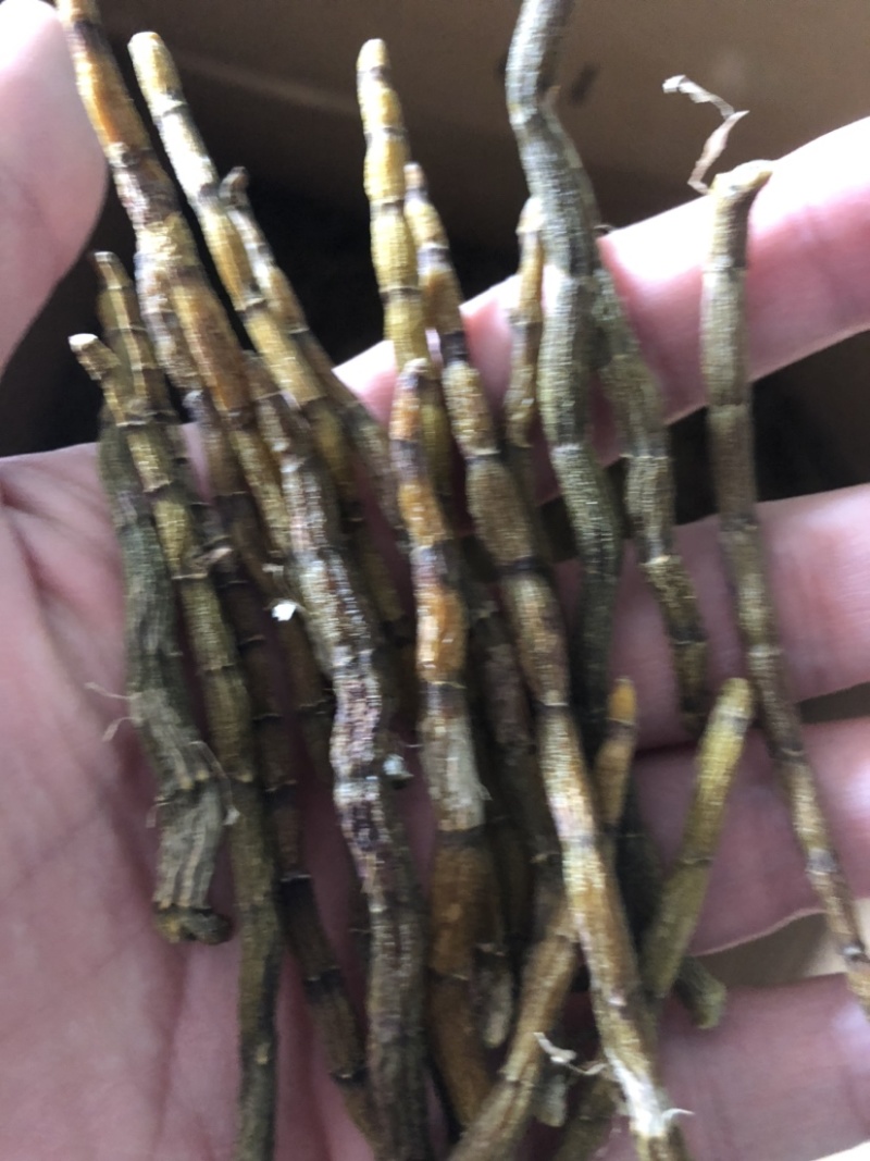铁皮石斛粗芽条