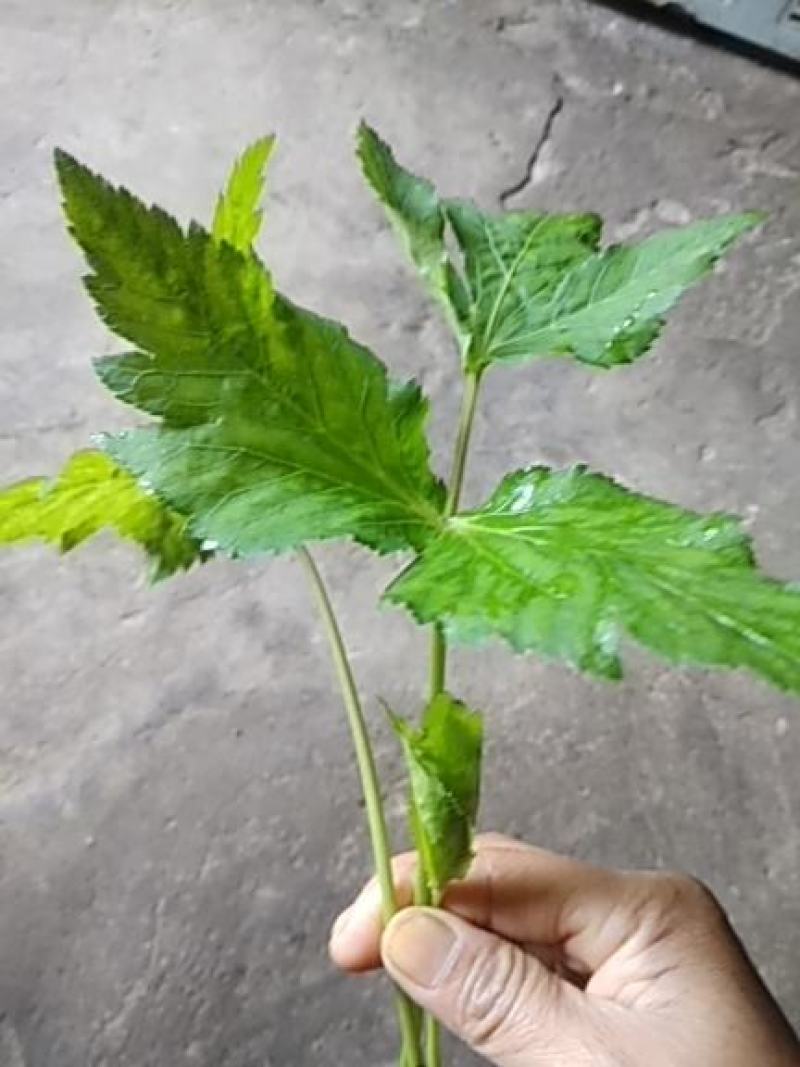 野菜类:大叶芹鸭脚菜