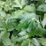 野菜类:大叶芹鸭脚菜