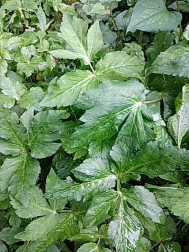 野菜类:大叶芹鸭脚菜