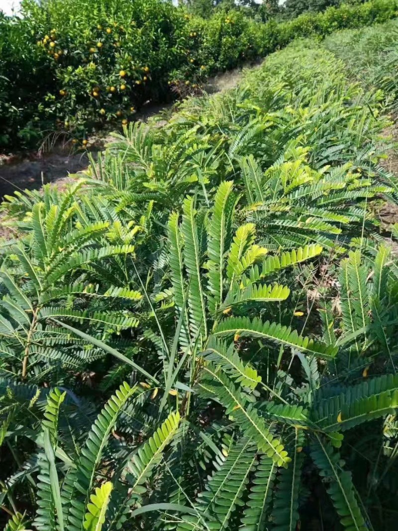 油甘果树苗油甘苗牛甘子果苗牛甘苗油甘子苗大玉余甘果苗嫁接