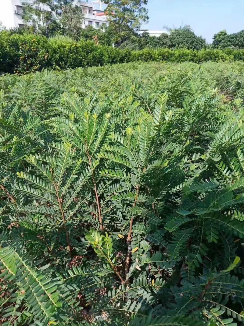 油甘果树苗油甘苗牛甘子果苗牛甘苗油甘子苗大玉余甘果苗嫁接