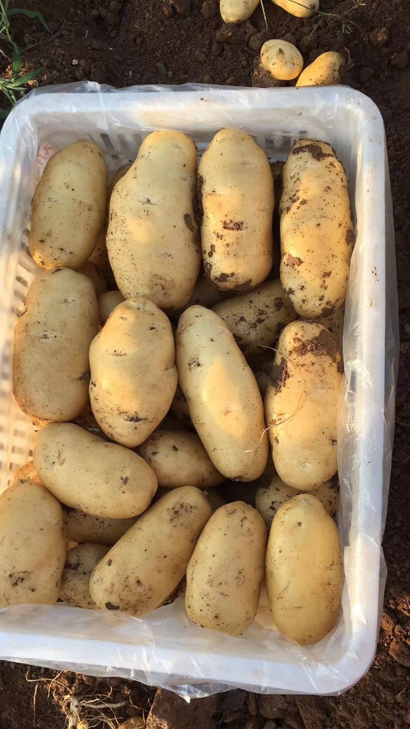 山东土豆【推荐】肥城市荷兰十五土豆箱装袋装规格齐全，全国发货
