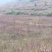 荒山