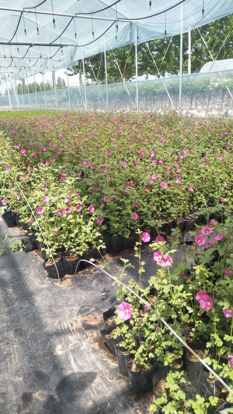 小木槿花卉微草莓优雅女士常年有货可一件代发