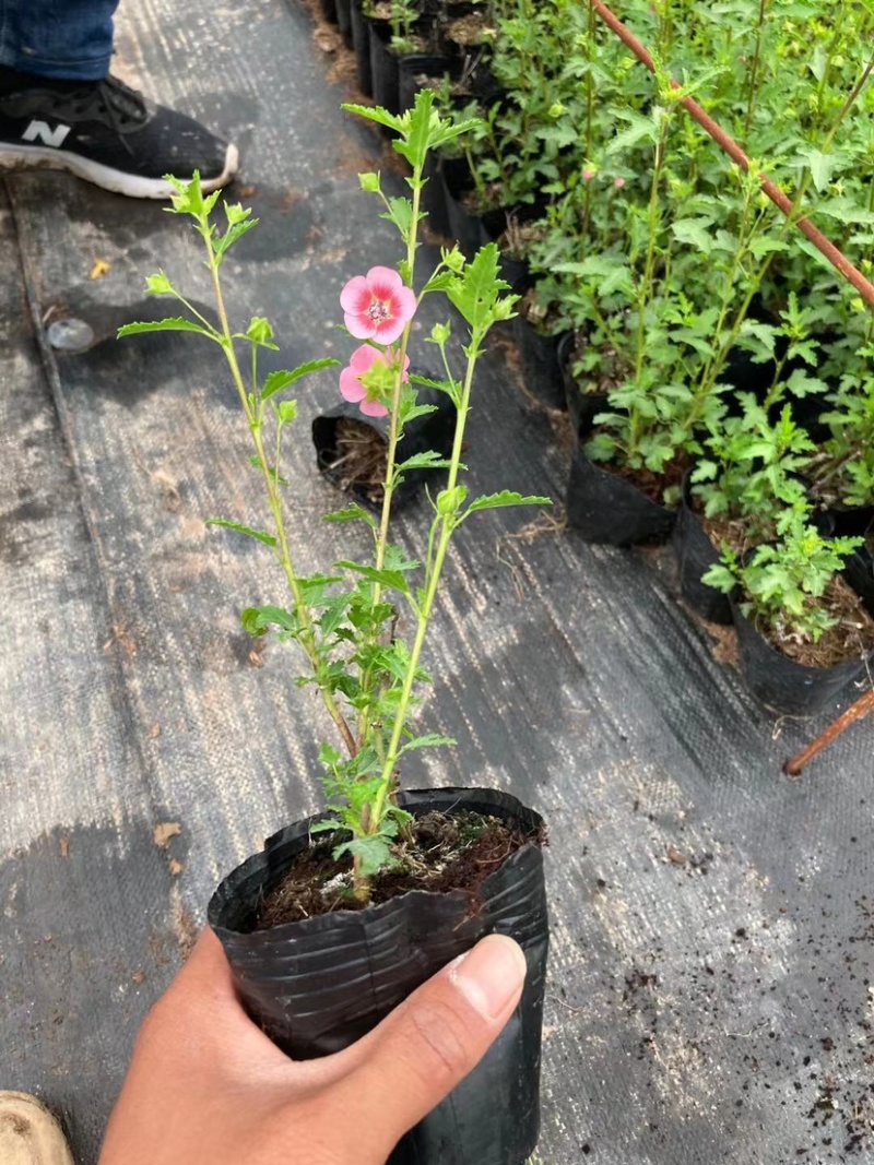 小木槿花卉微草莓优雅女士常年有货可一件代发