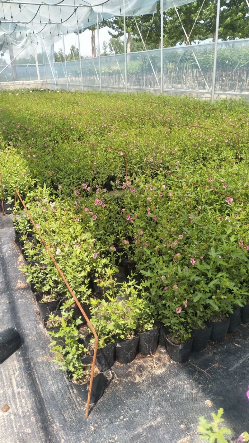 小木槿花卉微草莓优雅女士常年有货可一件代发