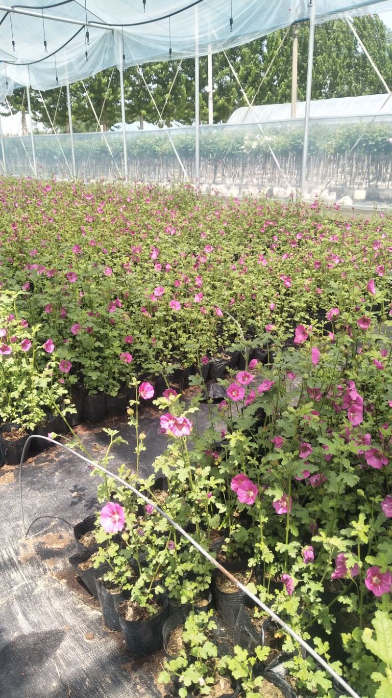 小木槿花卉微草莓优雅女士常年有货可一件代发