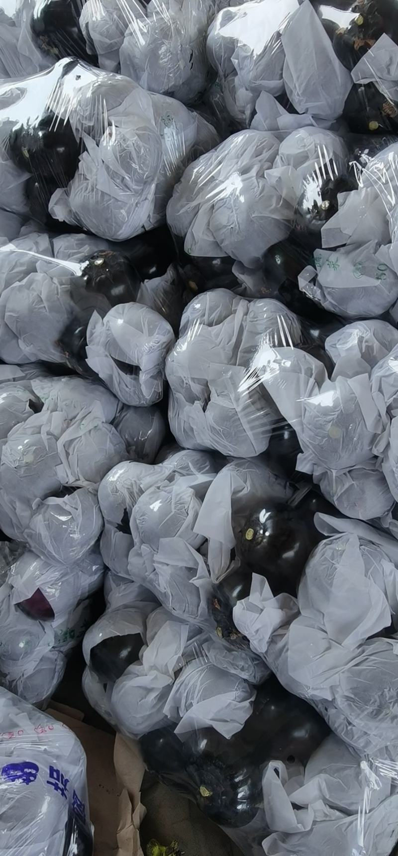 聊城万亩精品园茄大量上市中，产地直销，质量保证，代购代发