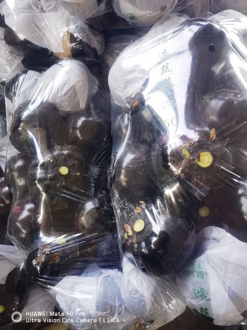 聊城万亩精品园茄大量上市中，产地直销，质量保证，代购代发