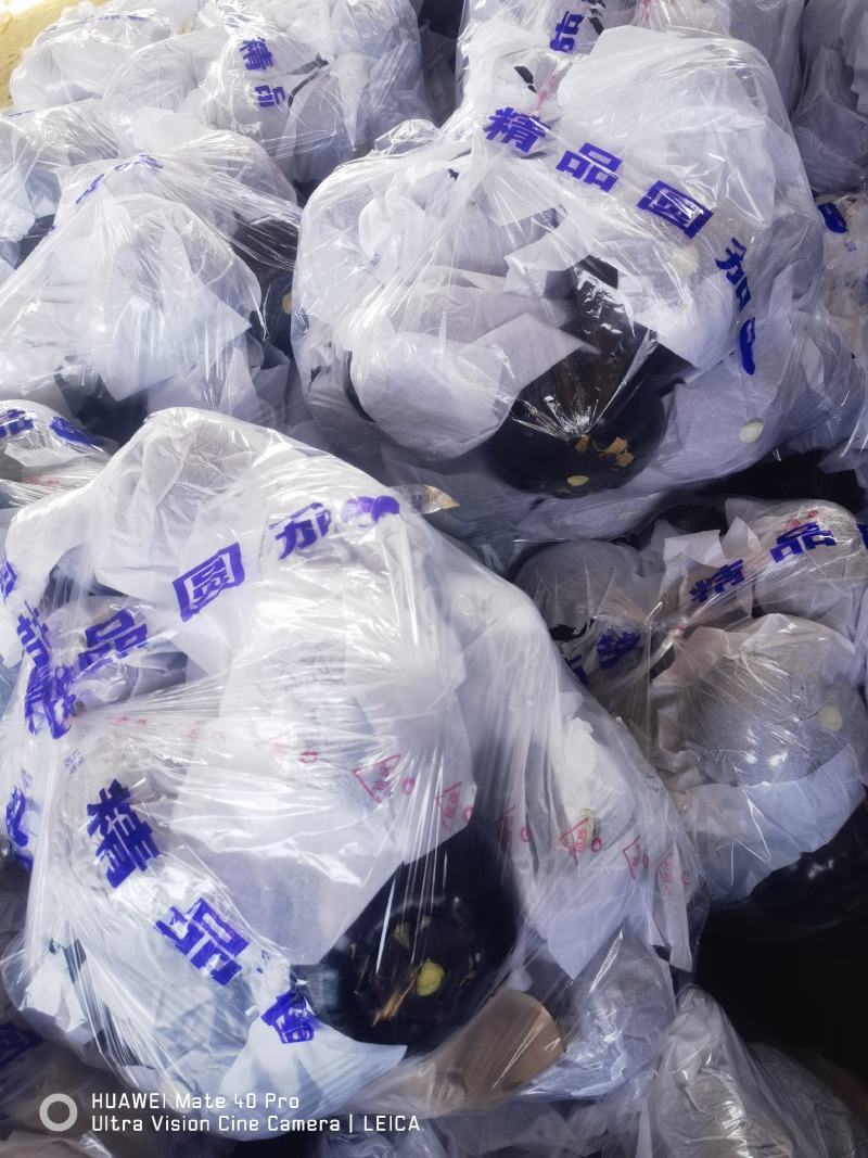 聊城万亩精品园茄大量上市中，产地直销，质量保证，代购代发