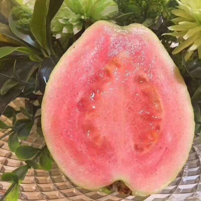 红宝石少籽芭乐苗芭乐树苗各个品种，嫁接苗，包邮包售后