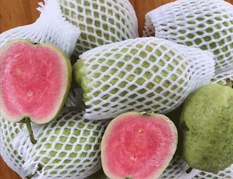 红宝石少籽芭乐苗芭乐树苗各个品种，嫁接苗，包邮包售后