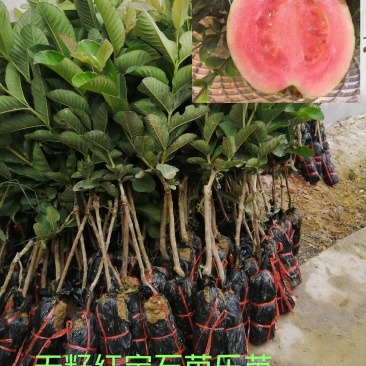 红宝石少籽芭乐苗芭乐树苗各个品种，嫁接苗，包邮包售后