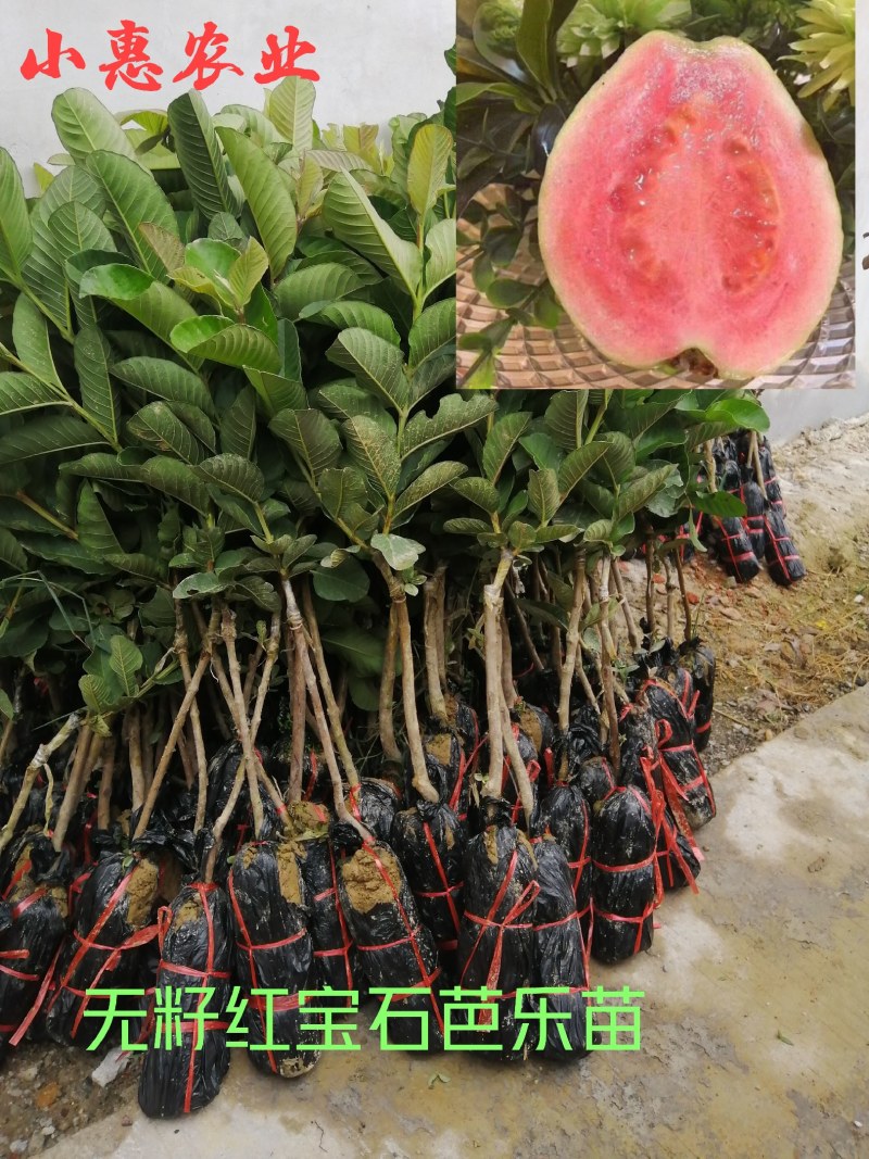 红宝石少籽芭乐苗芭乐树苗各个品种，嫁接苗，包邮包售后
