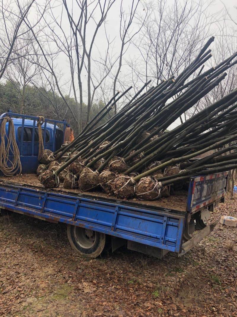 香樟10公分12公分15公分18公分20公分25公分欢迎来电