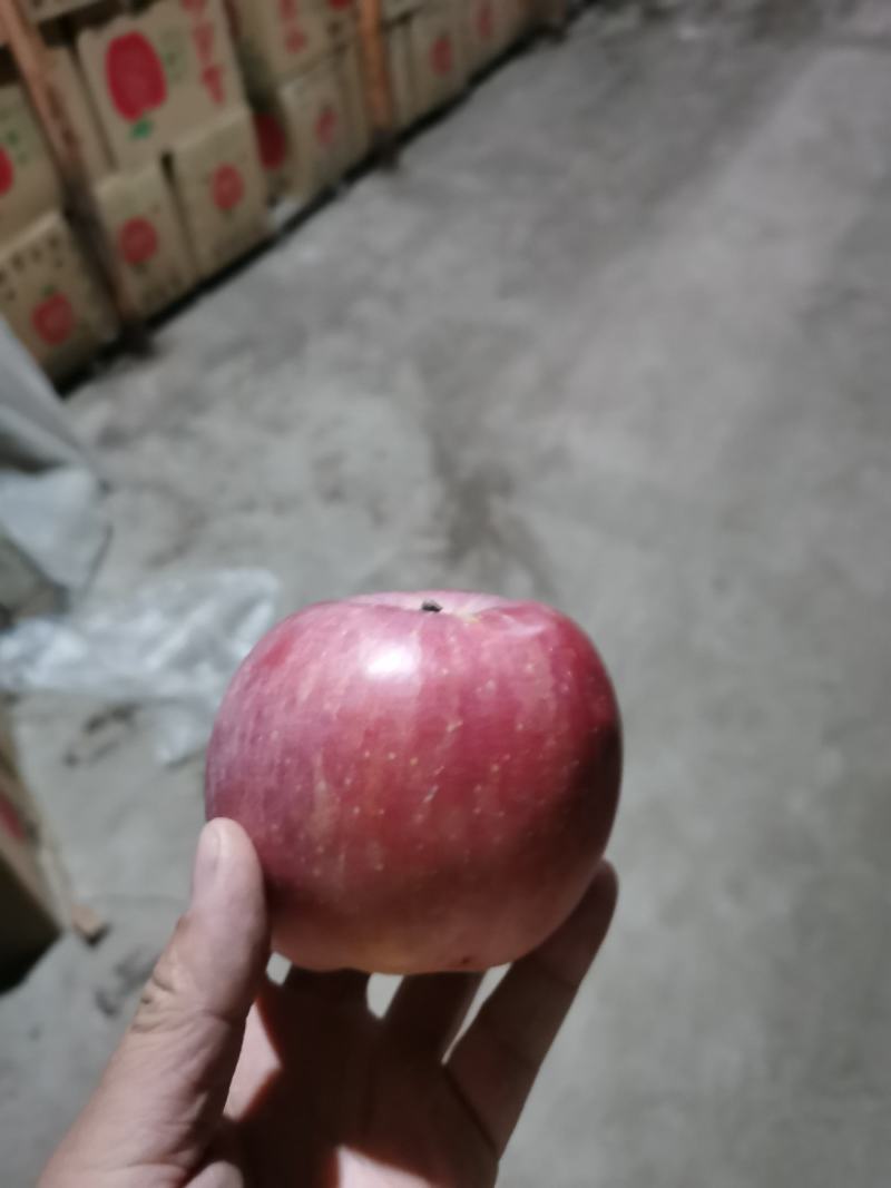 (欢迎来电咨询)富士苹果产地供应，物美价廉。