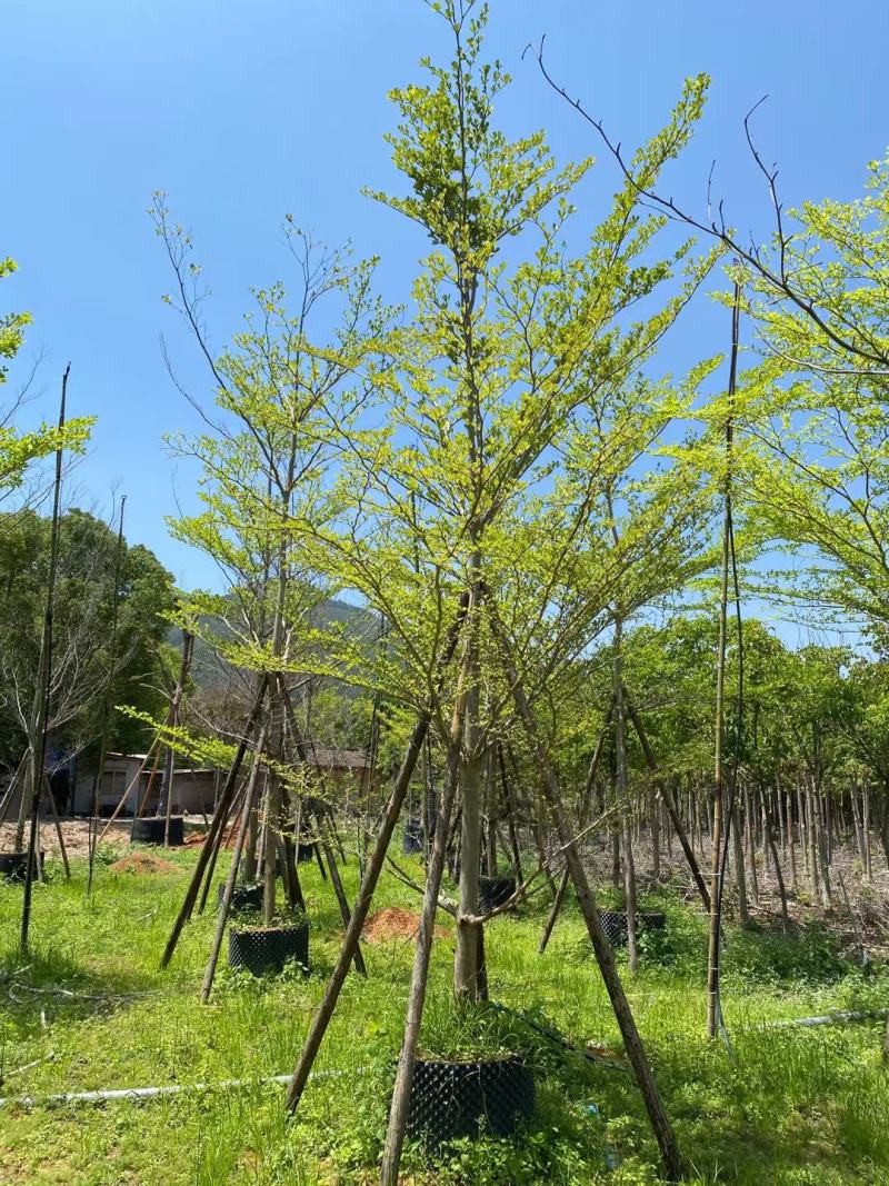 福建省漳州市供应绿化庭院设计，小叶榄仁，常年供应技术指导