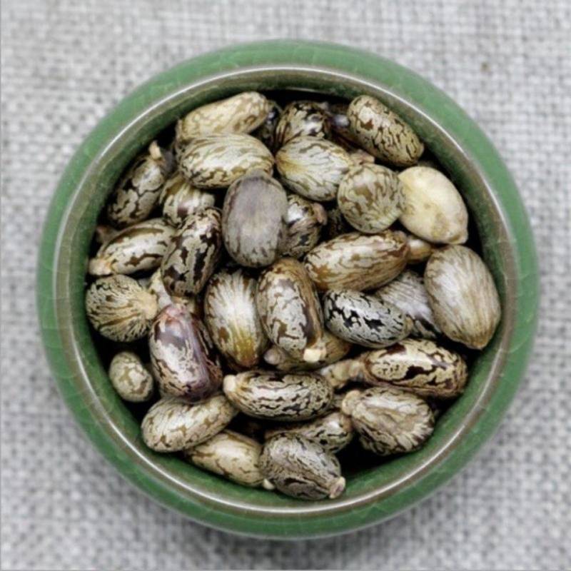 新鲜蓖麻子蓖麻种子蓖麻籽发芽包邮选大粒蓖麻大麦子野生新货