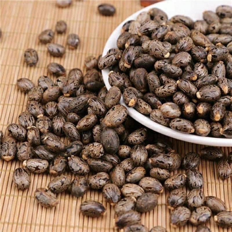 新鲜蓖麻子蓖麻种子蓖麻籽发芽包邮选大粒蓖麻大麦子野生新货