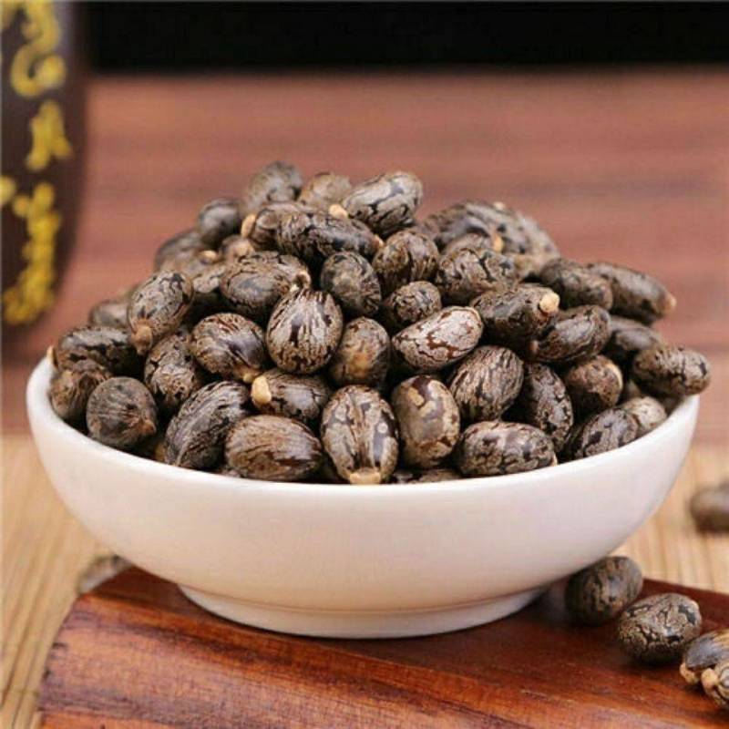 新鲜蓖麻子蓖麻种子蓖麻籽发芽包邮选大粒蓖麻大麦子野生新货