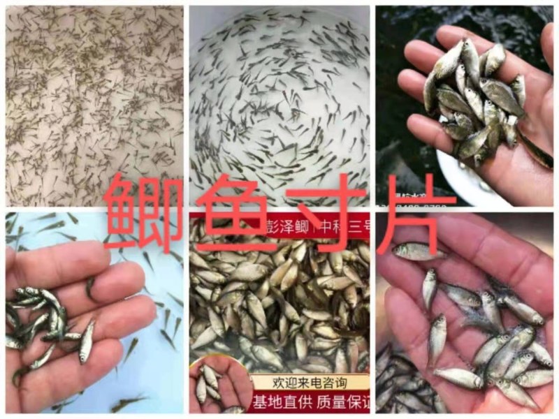鲫鱼苗水花寸片(彭泽鲫和中科三号五号)洪湖本地土塘苗