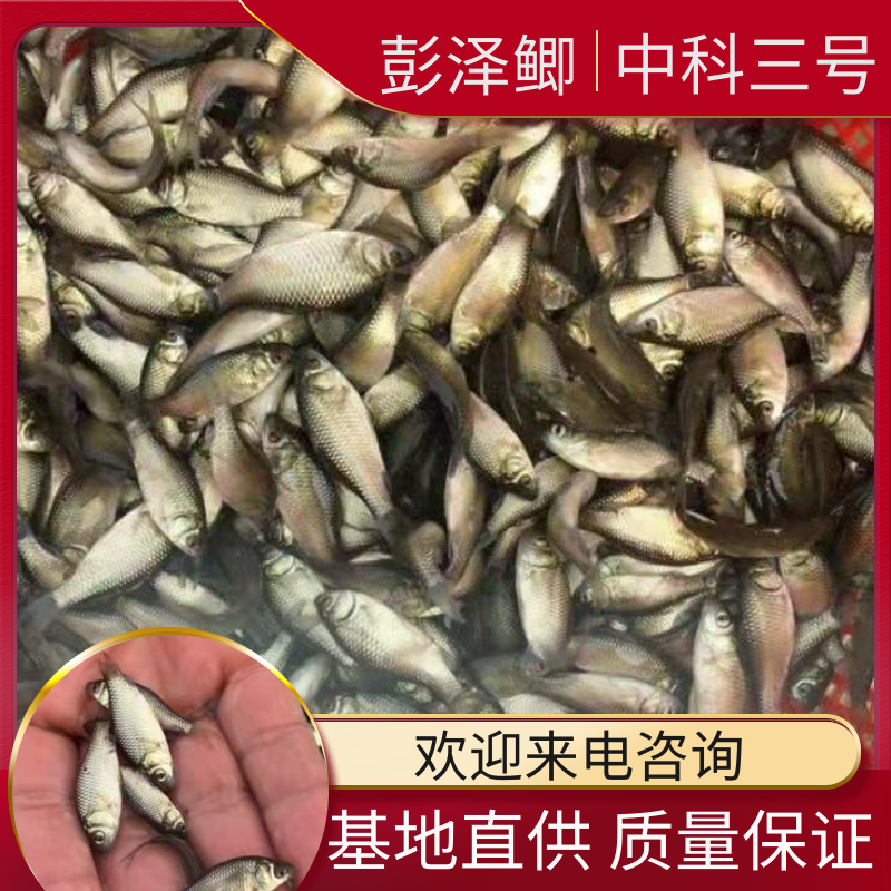鲫鱼苗水花寸片(彭泽鲫和中科三号五号)洪湖本地土塘苗