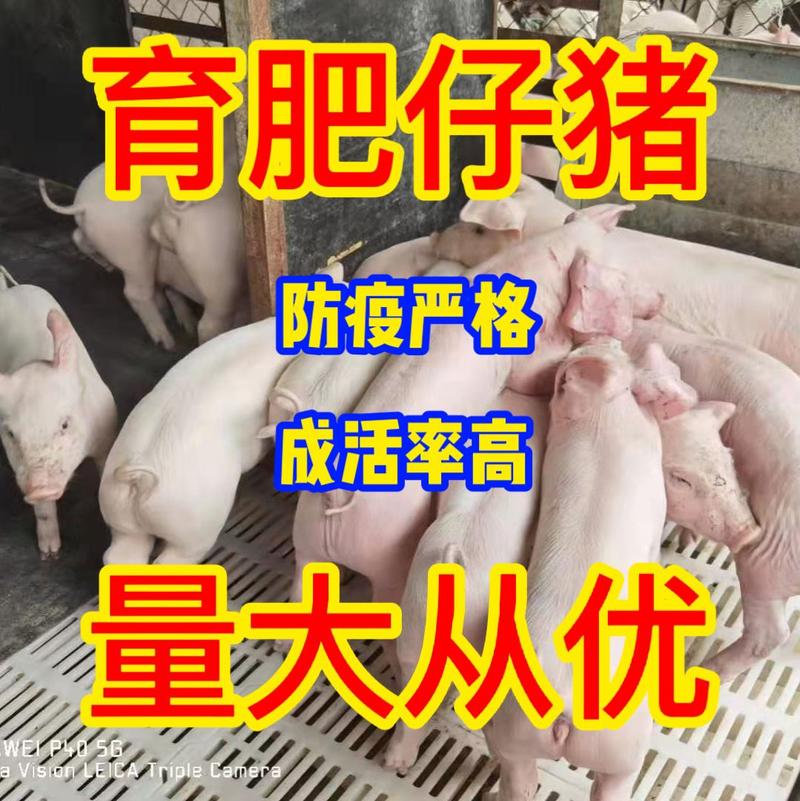 提供仔猪养殖技术【仔猪】产地供应包成活包运费