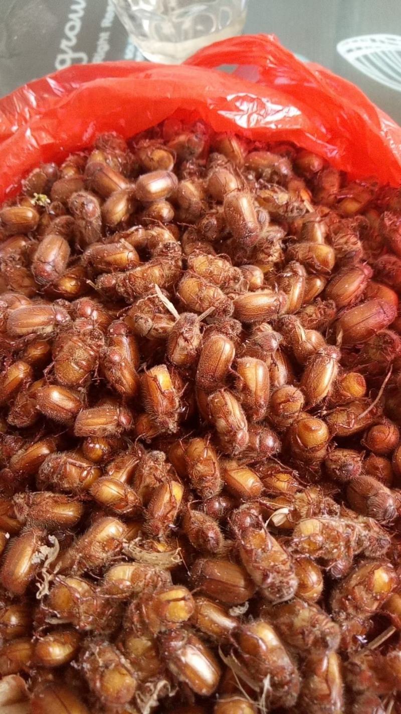 【金龟子】瞎碰小货昆虫特种养殖质量保证欢迎采购