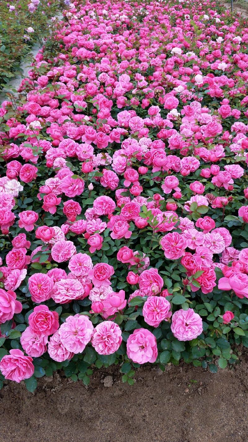月季裸根苗大花月季丰花月季月季小苗欧月月季