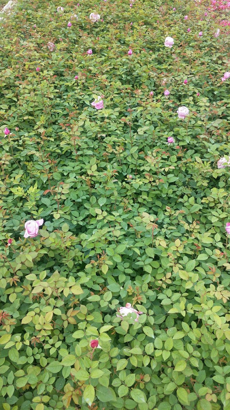 月季裸根苗大花月季丰花月季月季小苗欧月月季
