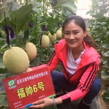 产地《福帅6号》2021年山东莘县新品上市！诚招客商